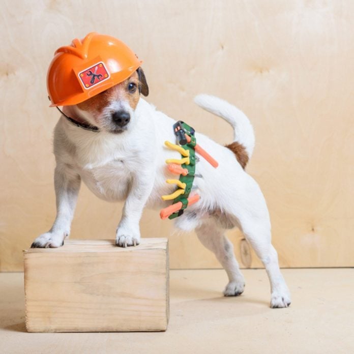 Dog dressed as construction foreman