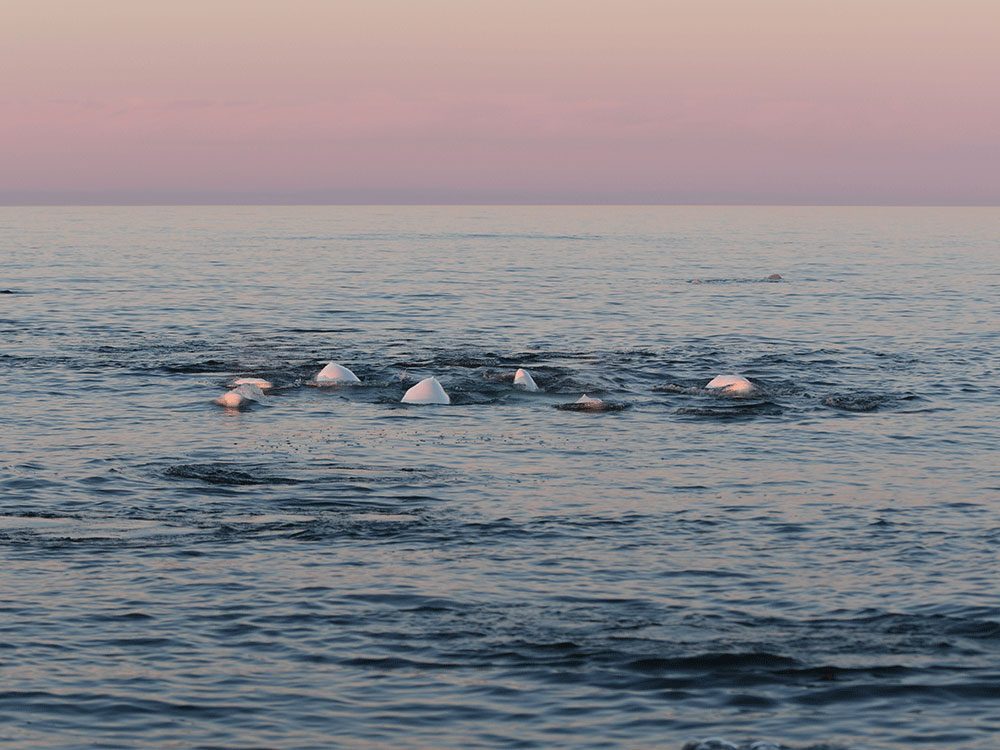 Living in Canada - Belugas in Churchill, Manitoba