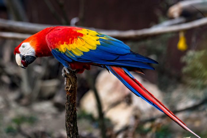 The scarlet macaw (Ara macao) is a South American parrot,
