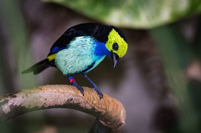A colorful paradise tanager with a yellow face sitting on the branch of a tropical tree