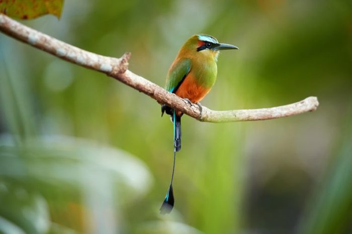Isolated Turquoise-browed motmot, Eumomota superciliosa, tropical bird with racketed tail native to central America, national bird of El Salvador and Nicaragua. Costa Rica wildlife photography.