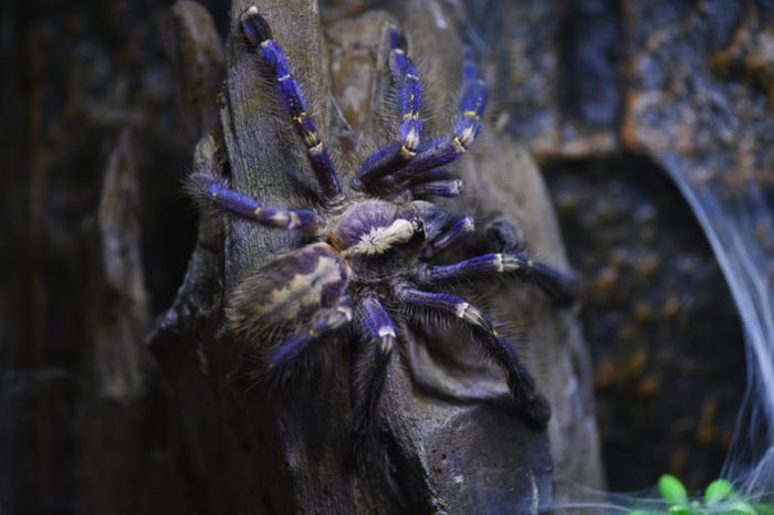Young Gooty sapphire ornamental tree spider