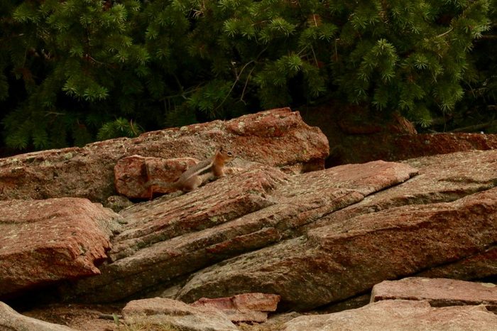 Wild Chipmunk on Rocks with Foliage Background