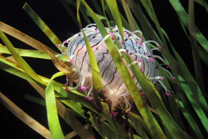A Flower Hat Jellyfish or Olindias formosa from off the coast of Japan