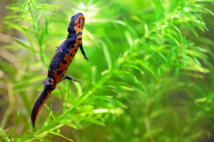 A chinese fire belly newt, Cynops Orientalis, swimming between aquatic plants Egeria Densa