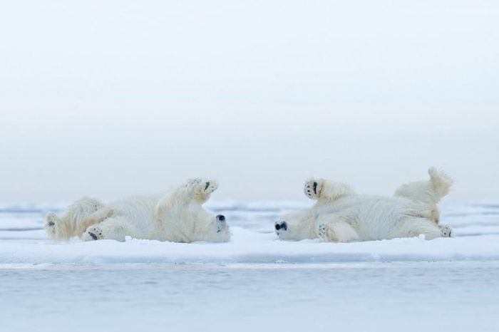 Two Polar bears lying on drifting ice with snow, white animals in the nature habitat, Canada. Funny scene with dangerous mammals from arctic nature.