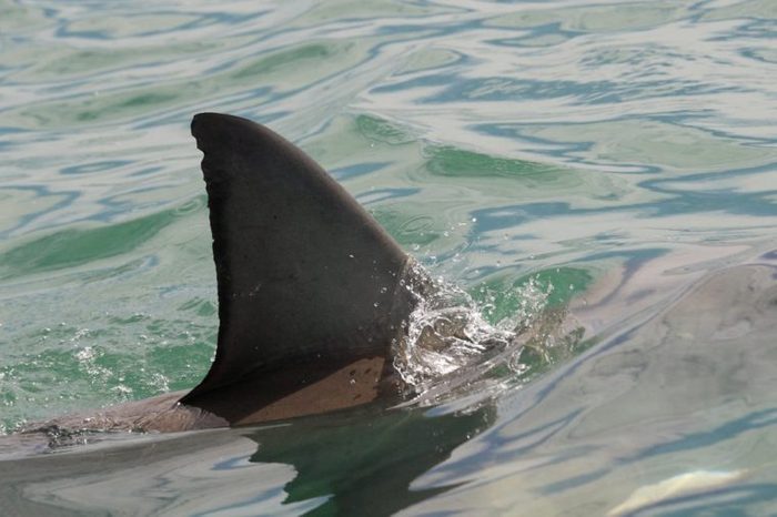 great white shark, Carcharodon carcharias, False Bay, South Africa, Atlantic Ocean