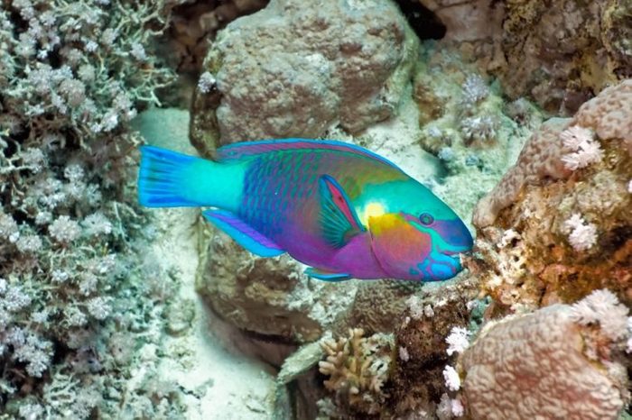Parrotfish on the coral reef