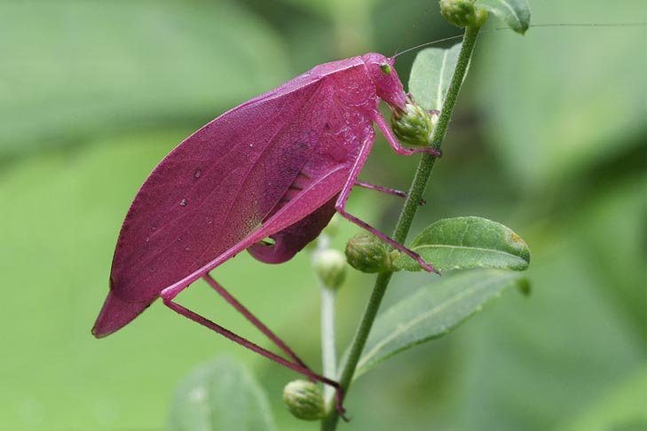 Oblong-Winged katydid, a long-horned grasshopper (Amblycorypha oblongifolia). A rare pink color variation. USA