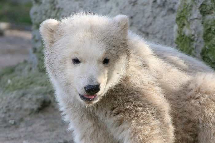 Three month old baby Polar Bear cub (Ursus maritimus) close up portrait.