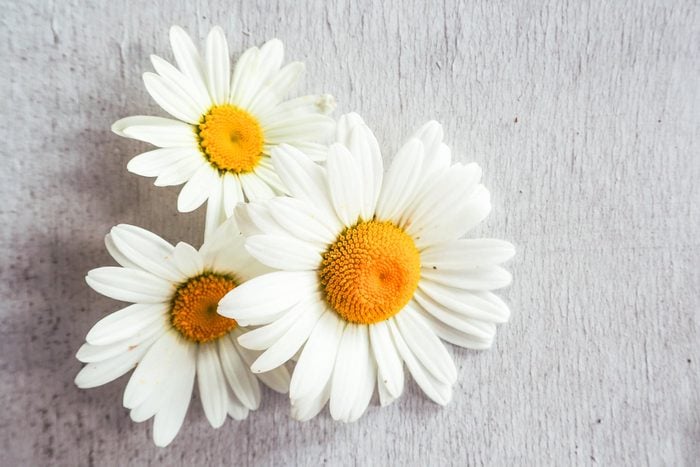 Chamomile flowers on wood background. Selective focus