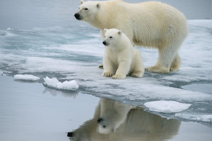 polar bear sow and pose together on ice floe in norwegian arctic waters, with nice reflection