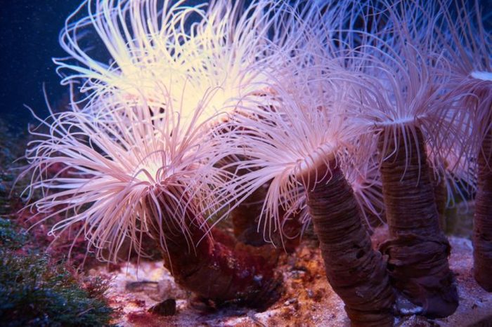 Exotic tropical underwater predator cerianthus (tube-dwelling anemone)