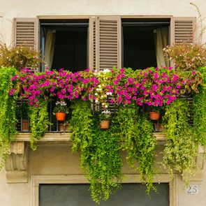 Urban gardening window boxes