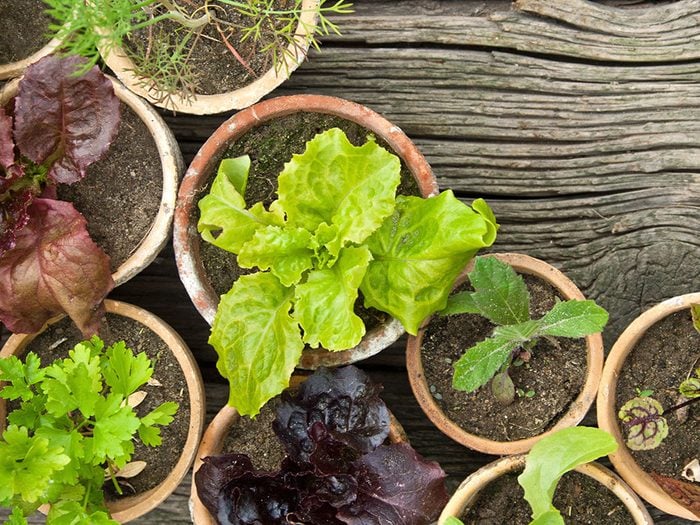Urban gardening - give your plants space