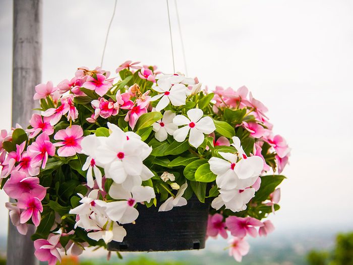 Urban gardening - hanging baskets