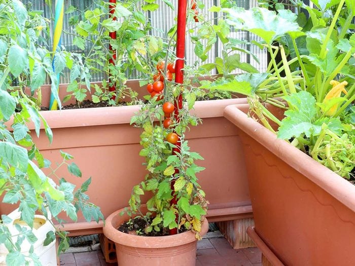 Urban gardening - hide balcony railing with plants