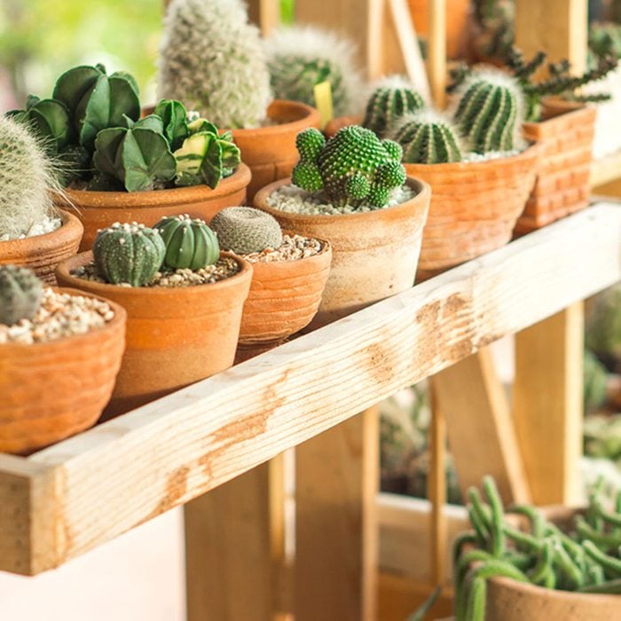 Urban gardening - plant shelf