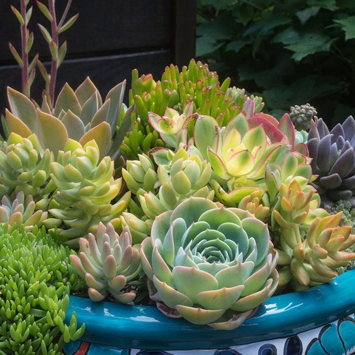 Urban gardening - succulent bowl
