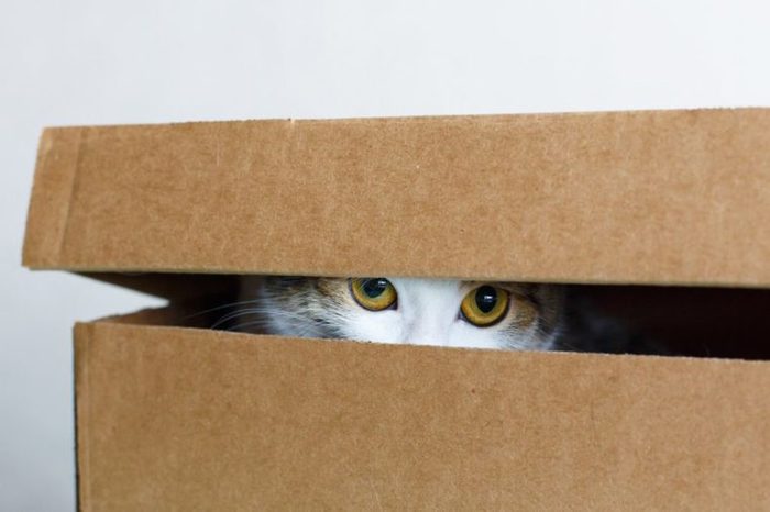 The cat hides in the box, white background, close-up, big eyes look out of the box
