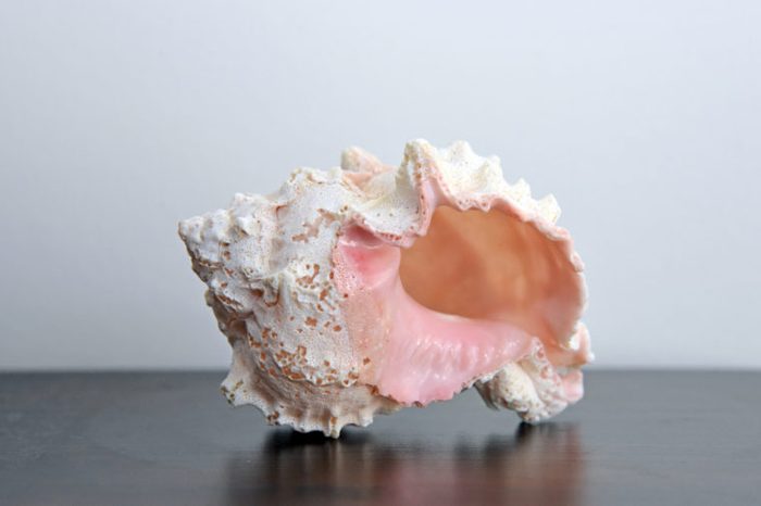 Conch shell isolated on table with blank space