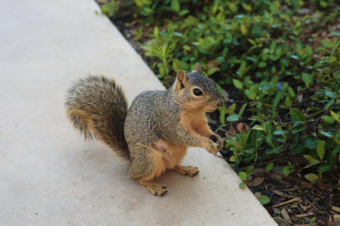 close up of texas brown squirrel 