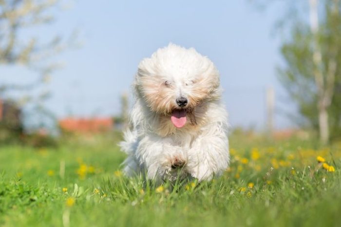 Coton de tulear dog run in spring meadow