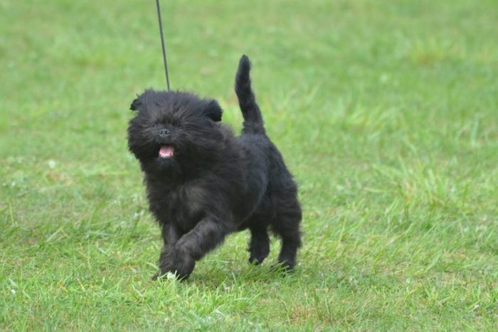 Really cute affenpinscher dog with a pink tongue.