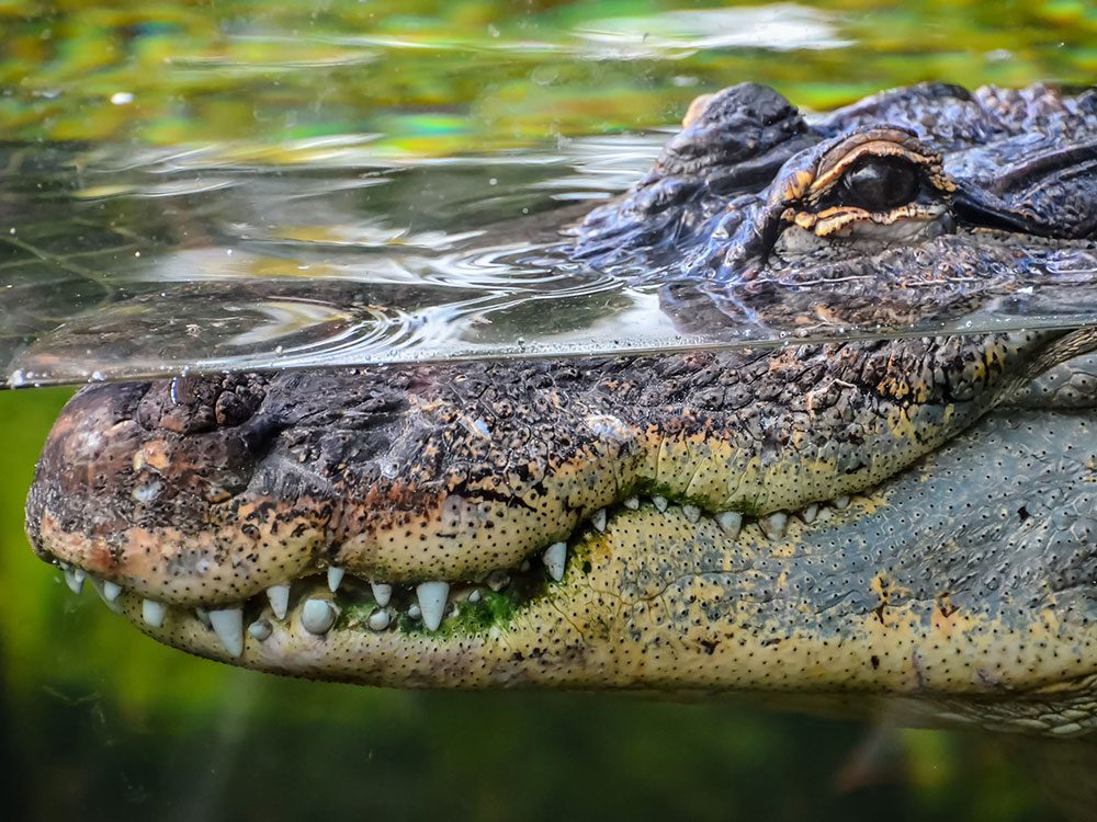 British royal family pets - crocodile