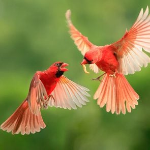 Canadian birds - A pair of cardinals