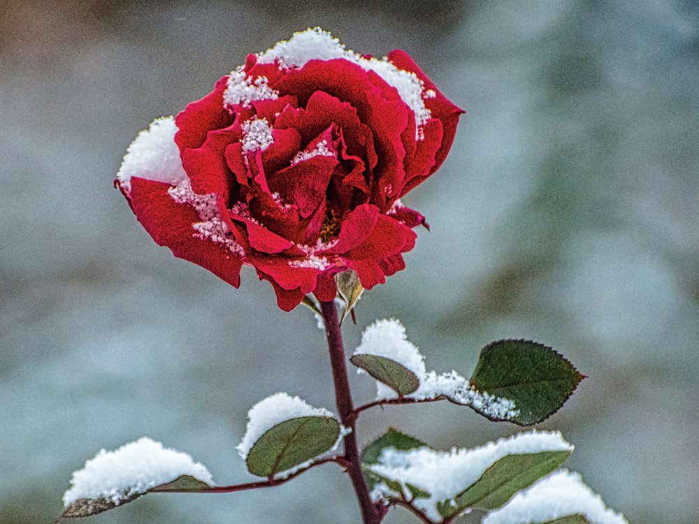 Snow-covered rose