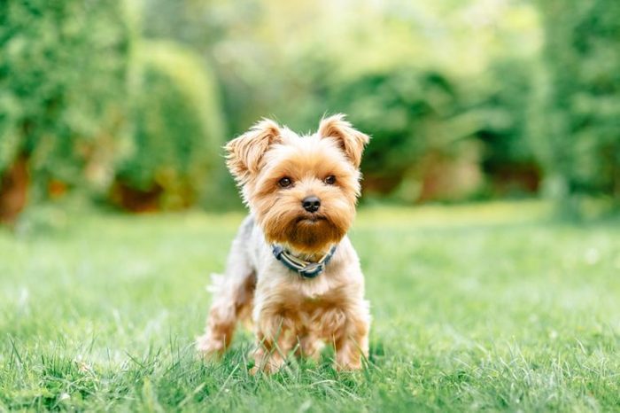 close up portrait of pretty sweet small little dog Yorkshire terrier in collar sitting outdoor dress on the spring sunny summer background