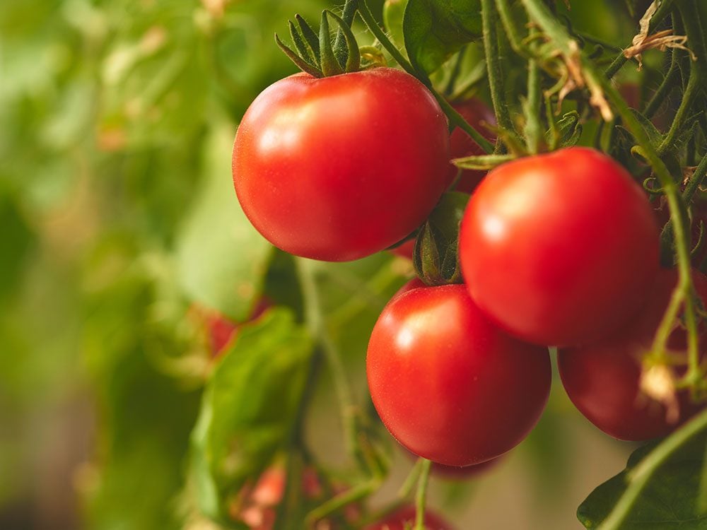 Продукты, снижающие уровень холестерина — помидоры