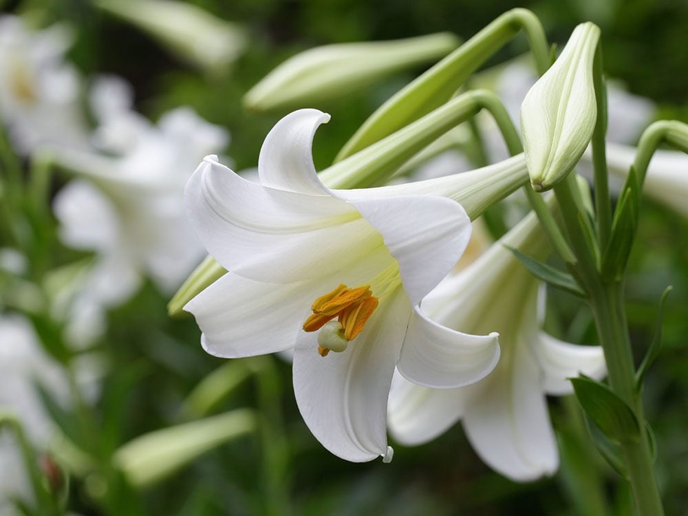 Health risks for pets - easter lilies