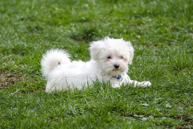 Cute Maltese puppy