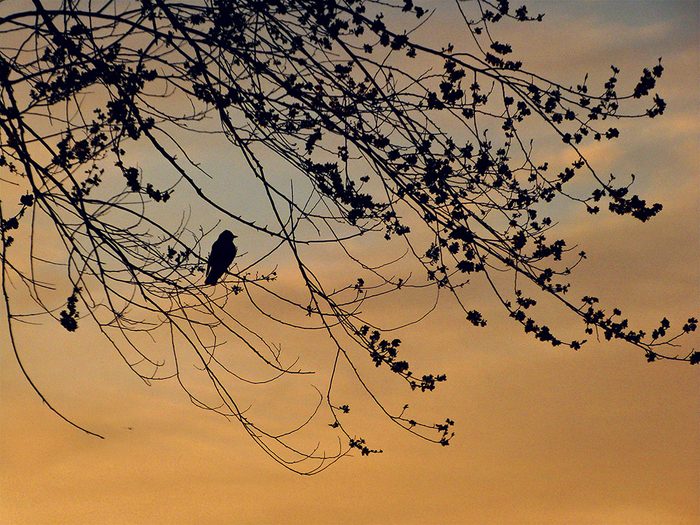 Silhouette photography