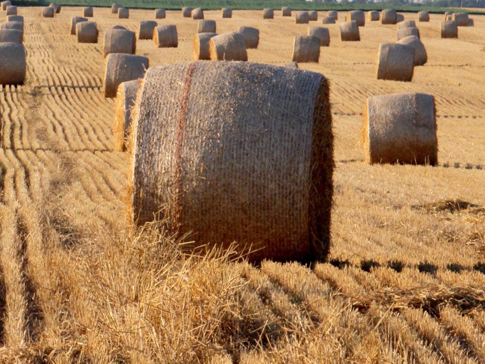Giant hay stacks