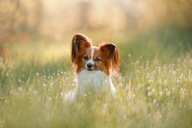 Dog papillon on in a field of flowers. spring pet