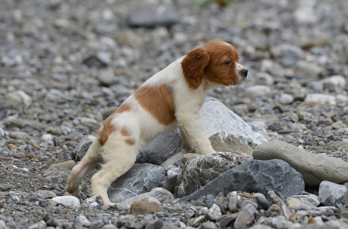 Puppy of epagneul breton - brittany dog