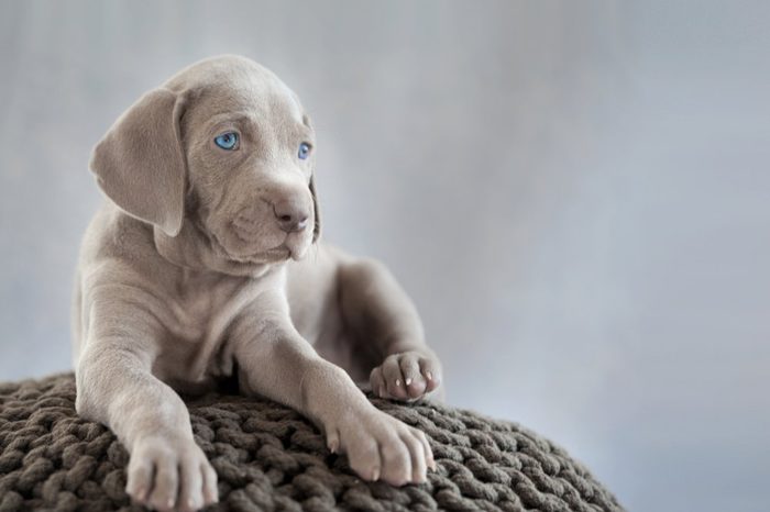 puppy of weimaraner sitting on grey cushion in grey light background