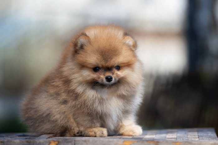 adorable red pomeranian spitz puppy posing outdoors