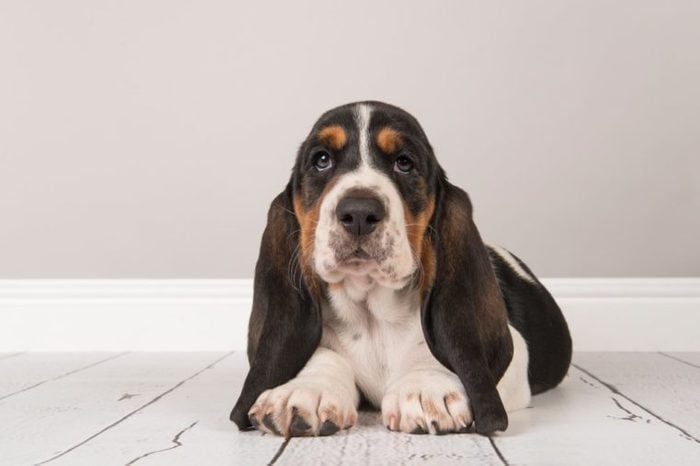 Cute tricolor basset hound puppy lying down looking at the camera in a gray living room setting