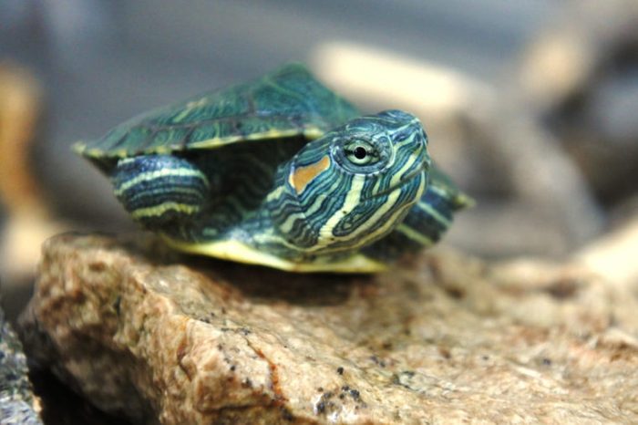 small brazilian turtles