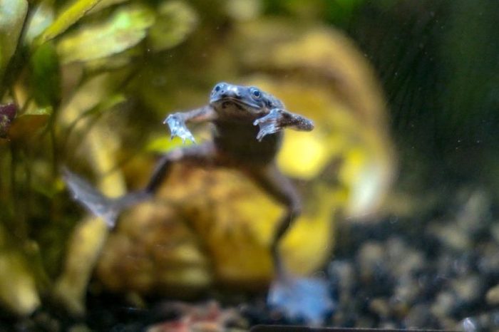 African Dwarf Frog. Hopping Around
