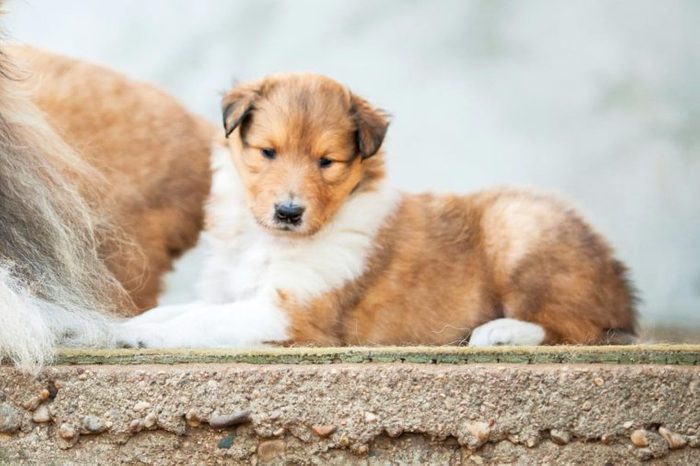 Portrait of rough collie with little puppies