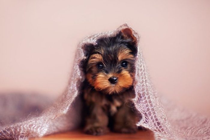 Beautiful puppy sitting under a fluffy scarf.