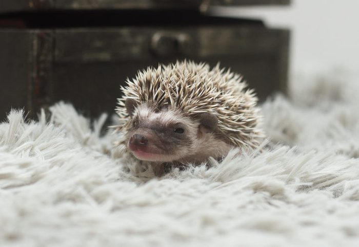 tired and sleepy baby cute african pgmy hedgehog in indoors