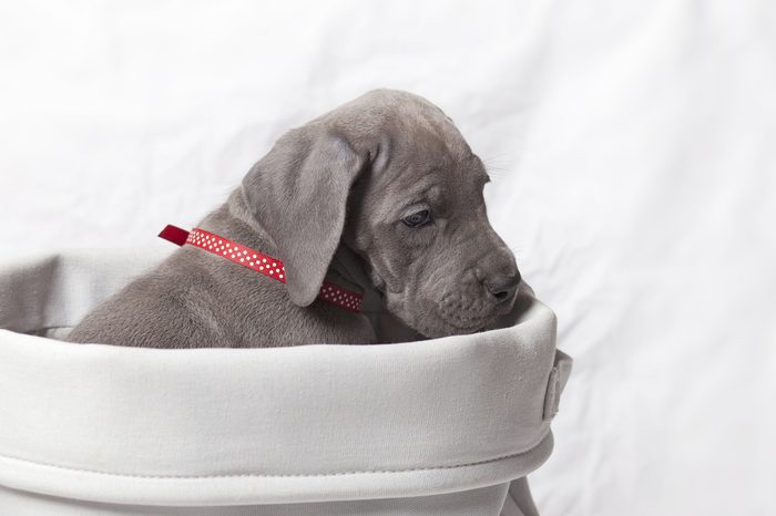 Purebred gray Great Dane in a white basket with a white background
