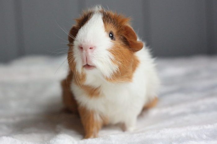 Curious guinea pig with rosettes