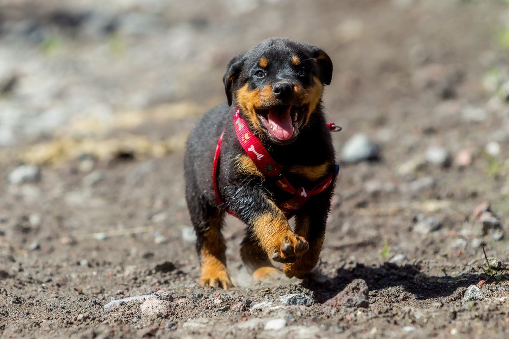 One Month Puppy Rottweiler Running In Nature